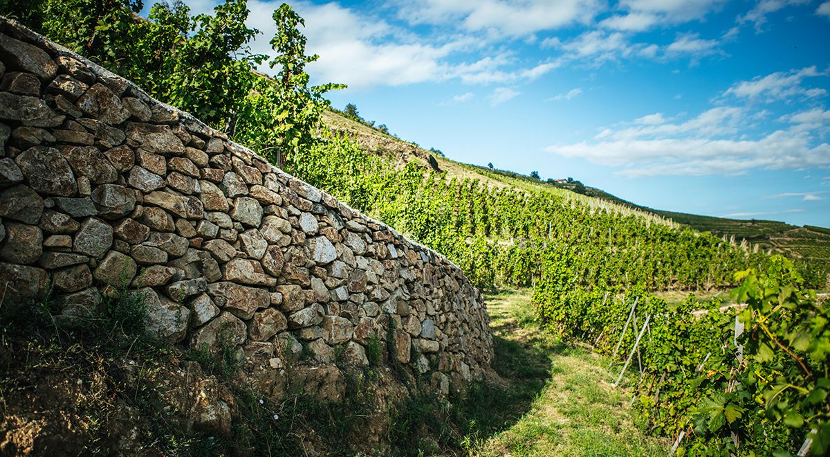 De wijnen Pierre Jean Villa, nieuw bij Wijnkooperij de Lange