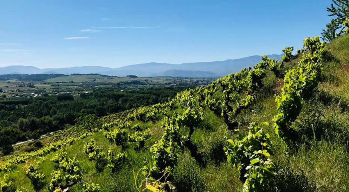 Top ratings ROBERT PARKER Wine Advocate voor VERONICA ORTEGA